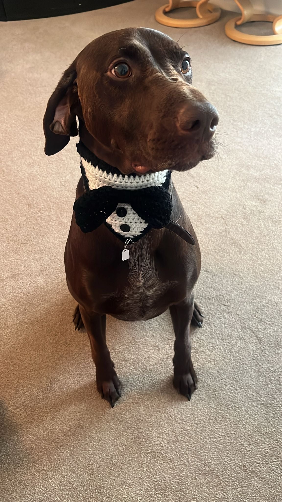 Handmade Crochet Tuxedo Dog Bandana