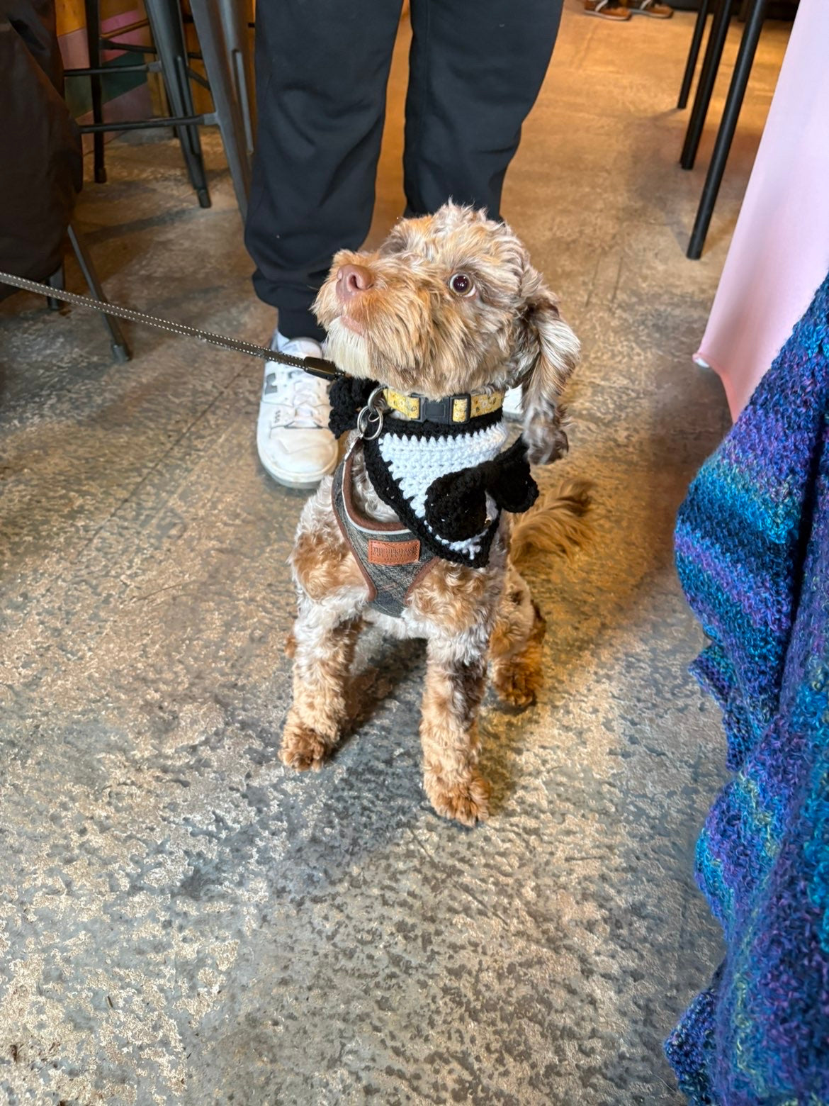 Handmade Crochet Tuxedo Dog Bandana